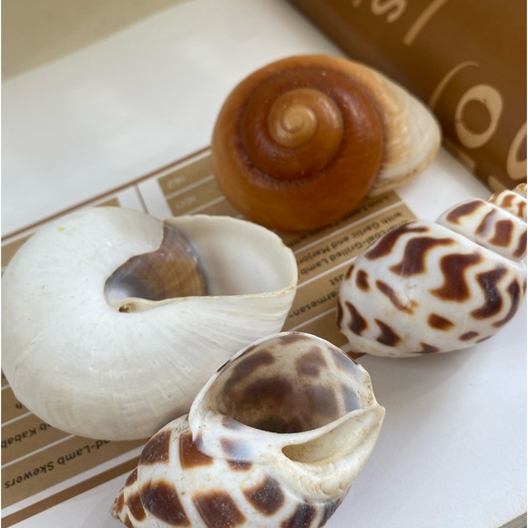 4 PCS Large Sea Shells Mixed Ocean Seashells Starfish Conch Various Sizes Natura - Picture 5 of 9